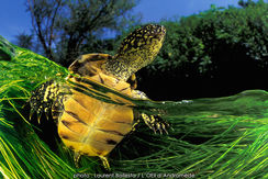 024tortue cistude.jpg