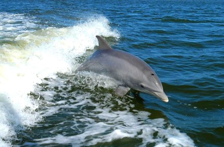 Protezione dei cetacei, di Valentina Colman.      ...