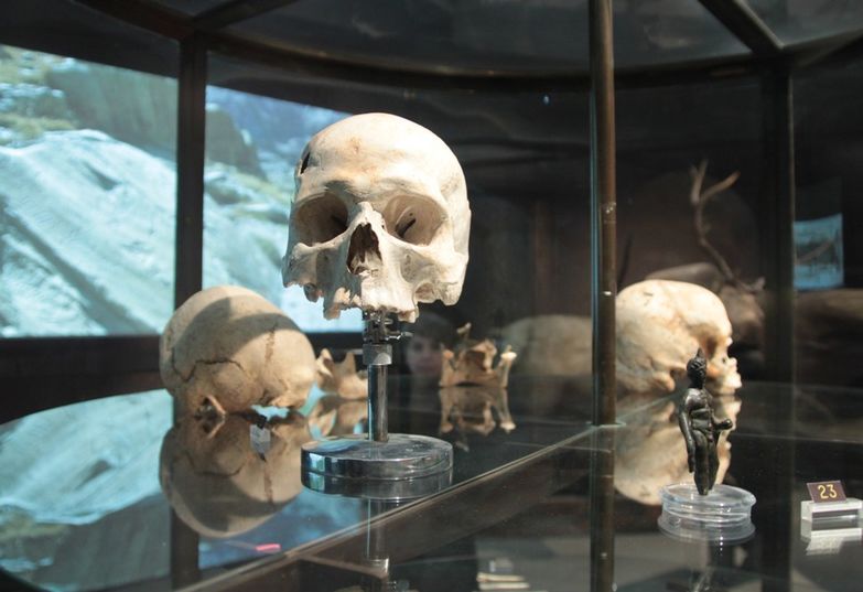 teschi museo antropologia monaco.jpg