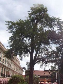 Il pino di place d’Armes trasformato in opera d’ar...