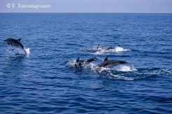 Riunione per la protezione dei cetacei.