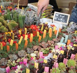 EXPO CACTUS AL JARDIN EXOTIQUE, SUCCESSO DI PUBBLI...