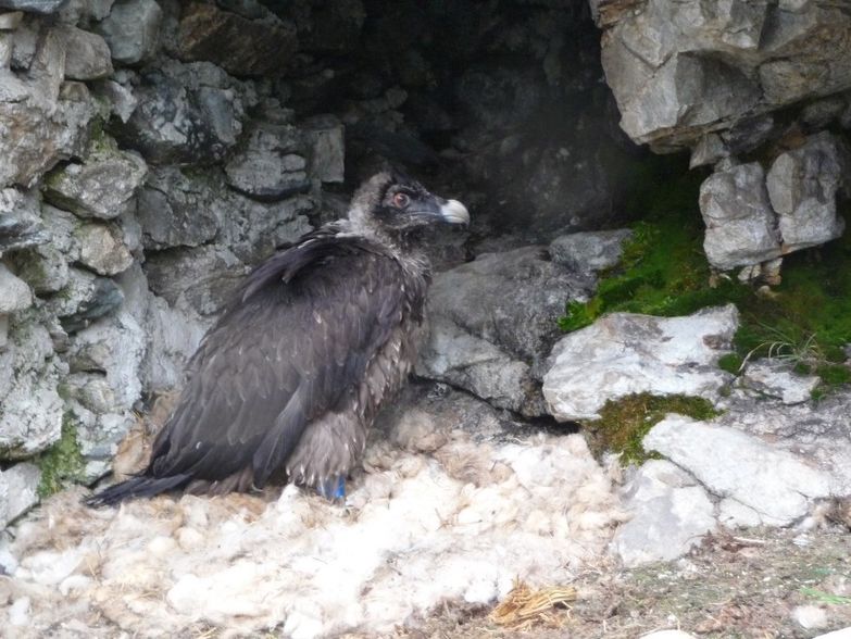 20° rilascio di gipeti nell'area Alpi Marittime-Me...